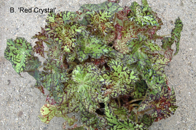 B. ‘Red Crystal’
